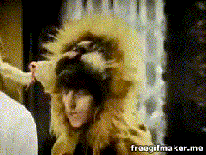 Ringo as the Lion
